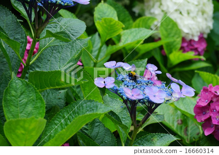 Flower hydrangea and bear Flower hydrangea and bear 16660314