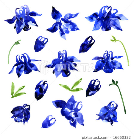Collection of watercolor aquilegia flowers Collection of watercolor aquilegia flowers 16660322