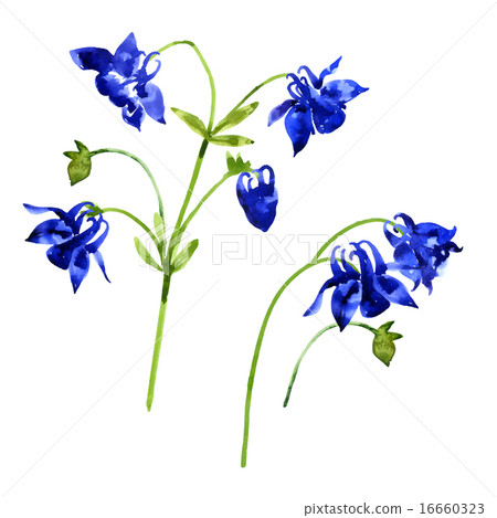 Collection of watercolor aquilegia flowers Collection of watercolor aquilegia flowers 16660323