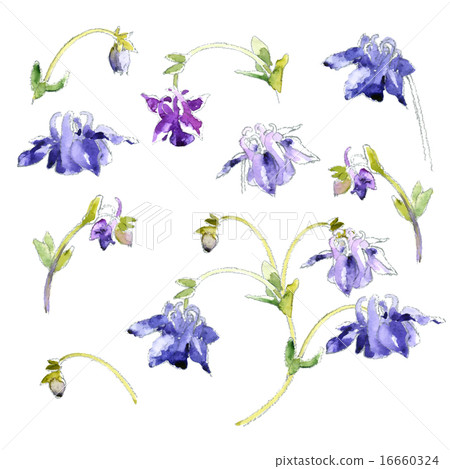 Collection of watercolor aquilegia flowers 16660324