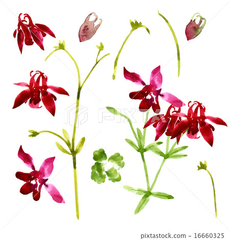 Collection of watercolor aquilegia flowers 16660325