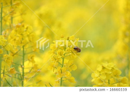 Rape blossoms 16660339