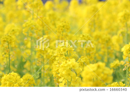 Rape blossoms 16660340