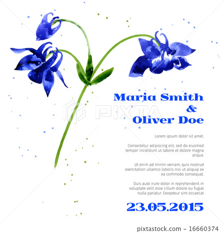 Vector background with aquilegia nasturtium Vector background with aquilegia nasturtium 16660374