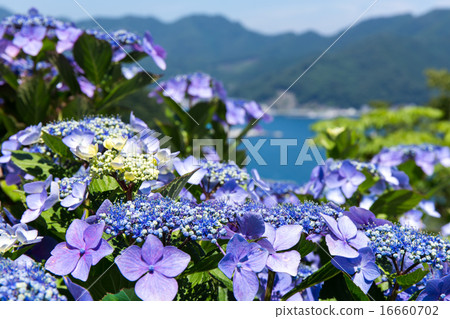 釜石灣和繡球花 16660702