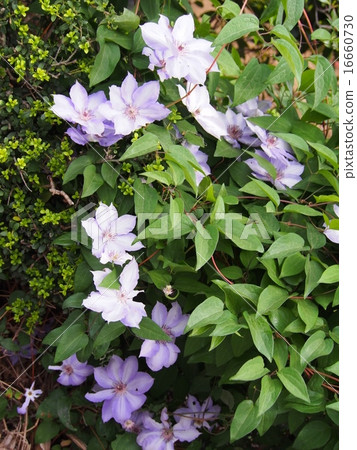 Flowers of Tessen (Fukaya city, Saitama Prefecture) 16660730