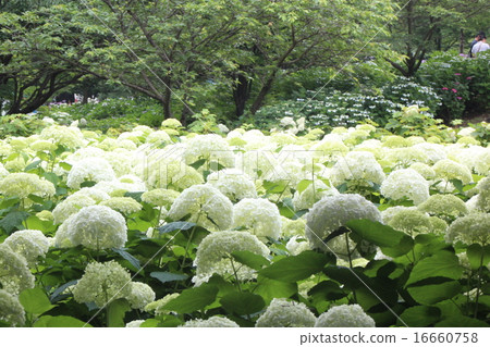 繡球花安娜貝爾 16660758