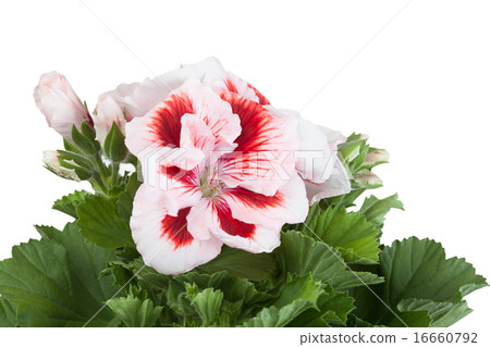 Flowers of a two-color geranium Flowers of a two-color geranium 16660792