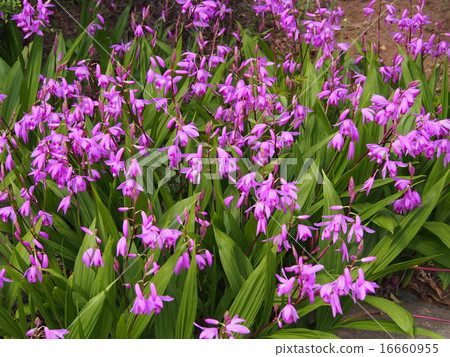 Silane (purple) (Fukaya city, Saitama Prefecture) 16660955