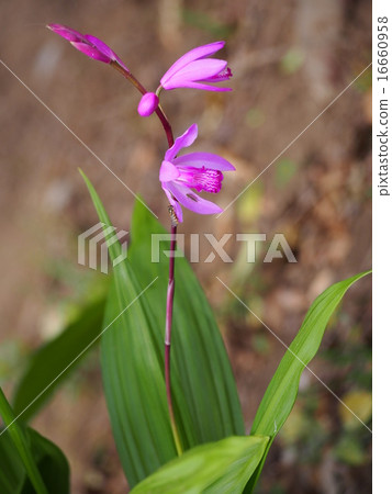 Silane (purple) (Fukaya city, Saitama Prefecture) Silane (purple) (Fukaya city, Saitama Prefecture) 16660958