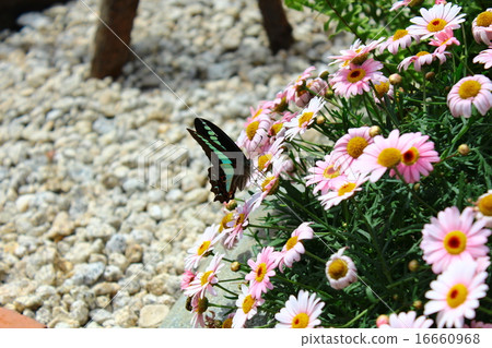 瑪格麗特和蝴蝶 16660968