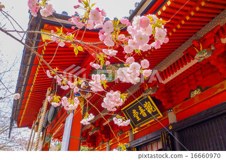 下雨的聲音·Kannondo和Sakura（茨城縣·櫻川市） 16660970