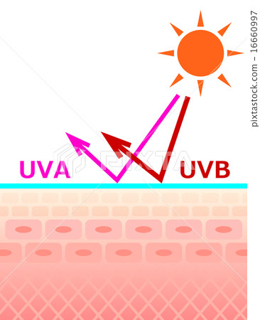 皮膚切片暴露在紫外線下 16660997