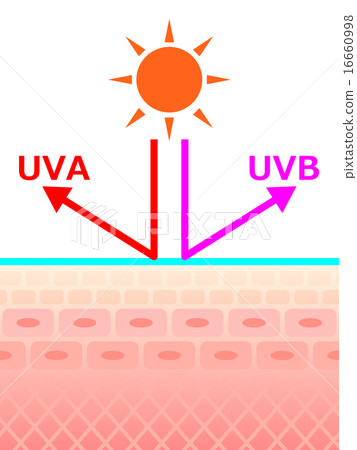 Skin Section Exposed To Ultraviolet Rays - Stock Illustration [16660998 