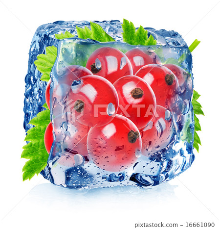 Red currant in ice 16661090