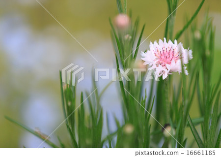 White and pink cartoon chrysanthemums 16661185