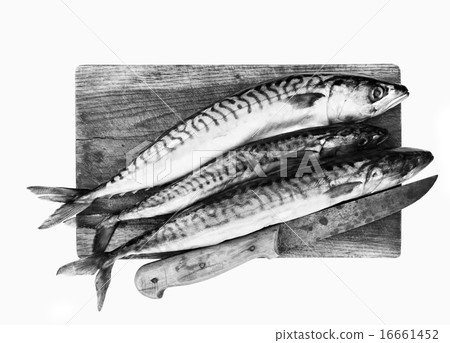 Fresh mackerels Fresh mackerels 16661452