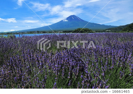 Mt Fuji and lavender Mt Fuji and lavender 16661465