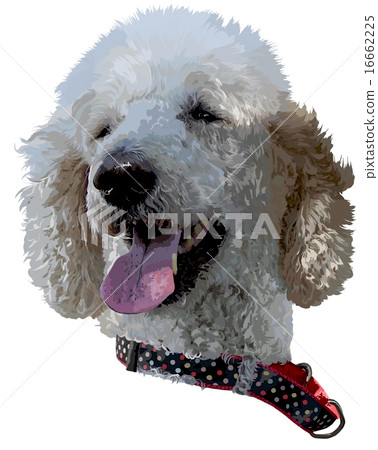 白色的標準貴賓犬與白堊色波爾卡圓點 16662225