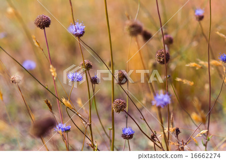 Blue wildflowers in the dry meadow 16662274