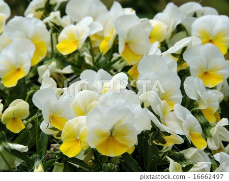 Viola / Hibiya Park 16662497