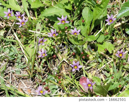 花和水果/淺川 16662501
