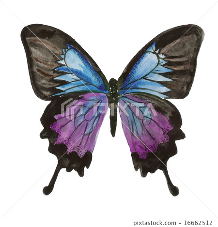 butterfly. watercolor painting on white background 16662512