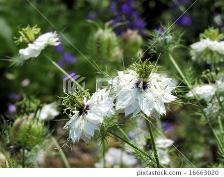 尼日拉/昭和紀念公園 16663020