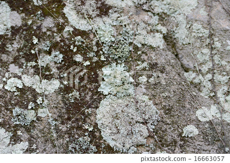 Umenokikake 16663057