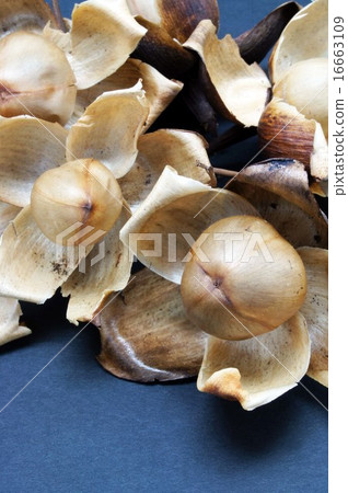 Wood rose fruit Wood rose fruit 16663109