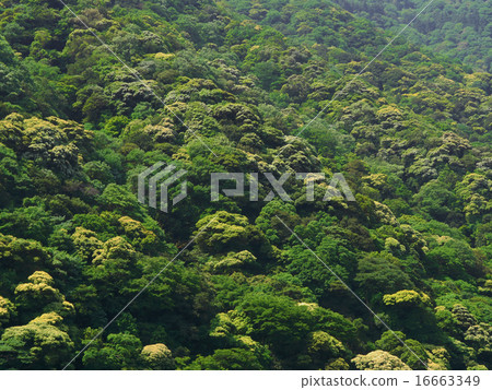 阿蘇北Kittukoya原始森林 16663349