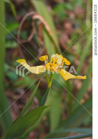 fan iris flower or walking iris 16664318