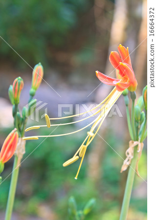 Queen Lily flower in garden 16664372