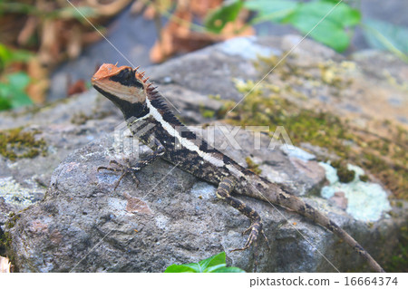 Greater spiny lizard Greater spiny lizard 16664374
