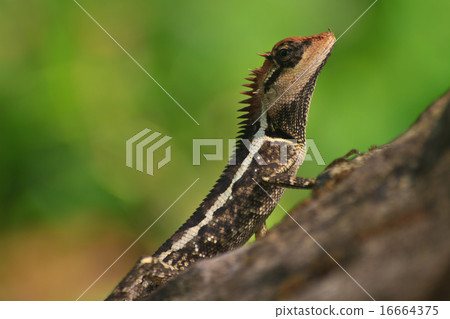 Greater spiny lizard 16664375