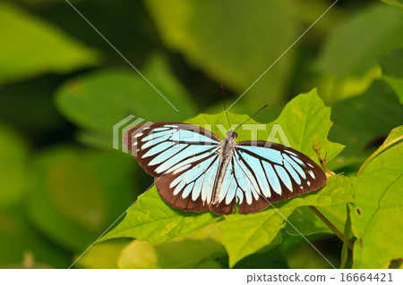 Beautiful Butterfly on leaf 16664421