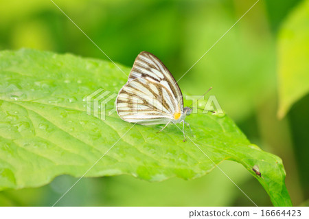 Beautiful Butterfly on leaf 16664423