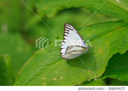 Beautiful Butterfly on leaf 16664425