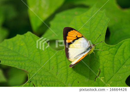 Beautiful Butterfly on leaf 16664426