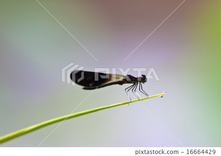 Dragonfly sitting on a branch of green grass 16664429