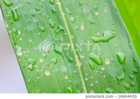 leaf and water drops on it background 16664430