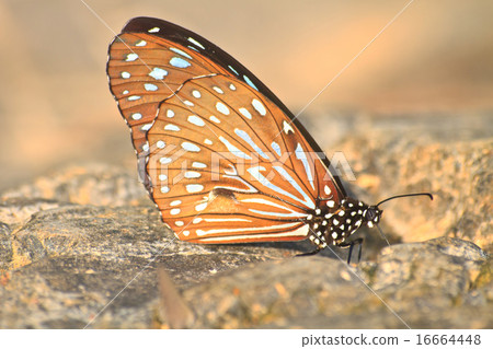 Beautiful Butterfly on stone 16664448