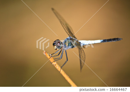 Dragonfly sitting on a branch 16664467