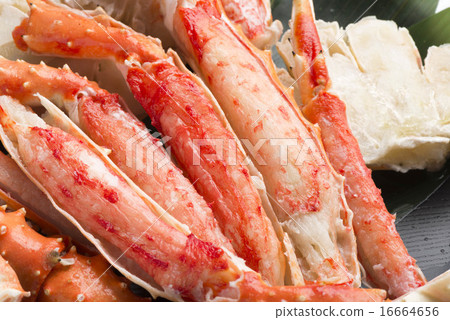 King crab 16664656