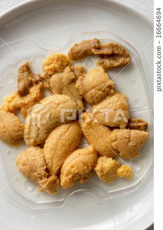 Salt water sea urchin Salt water sea urchin 16664694