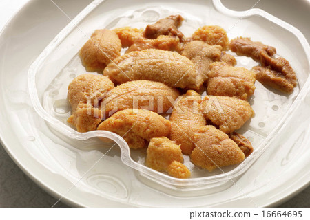 Salt water sea urchin Salt water sea urchin 16664695