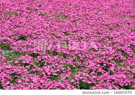 Moss phlox  16665070