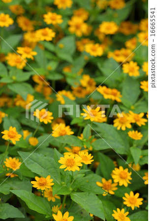 黑腹果花園 16665541