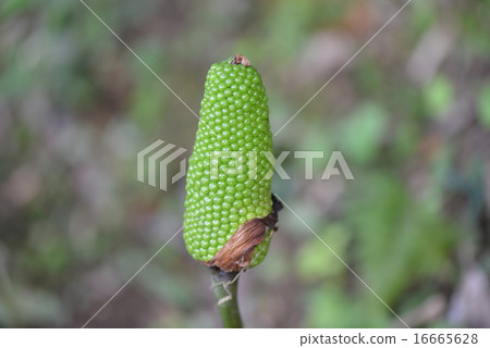 Yukimi-cho的果實 16665628