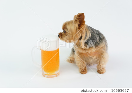 啤酒 啤酒 16665637